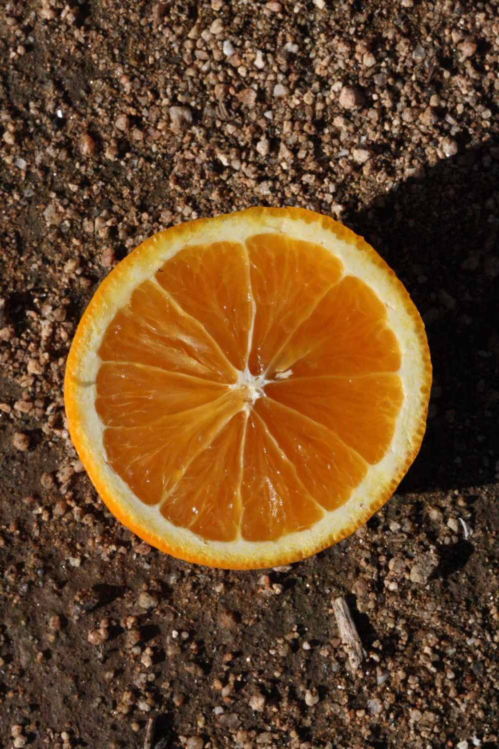              Fruit cross-section (Riverside, CA)       